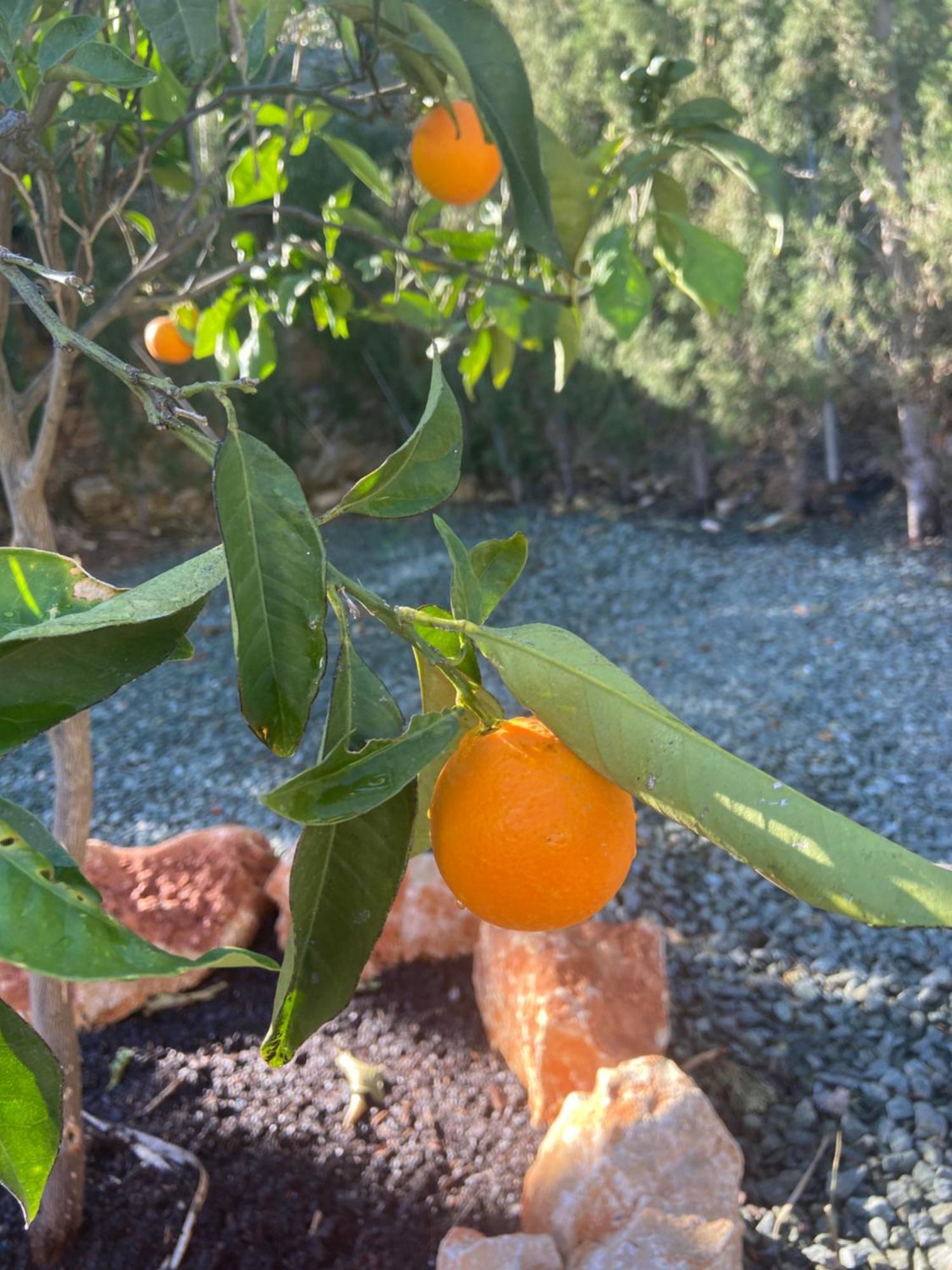 Casa Avellana Villa Denia Eksteriør bilde